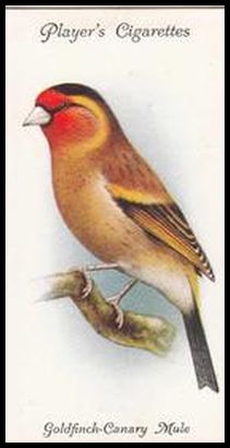 14 Goldfinch Canary Mule (dark)
